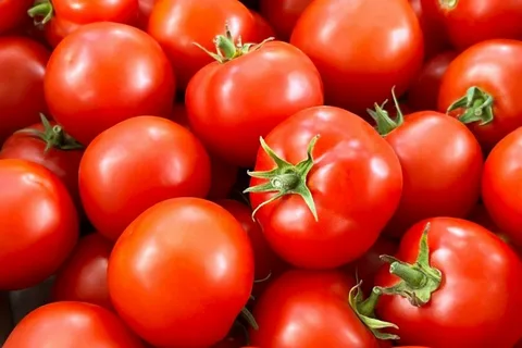 تصویر 2 از گوجه فرنگی رسیده آبدار شیرین مجلسی